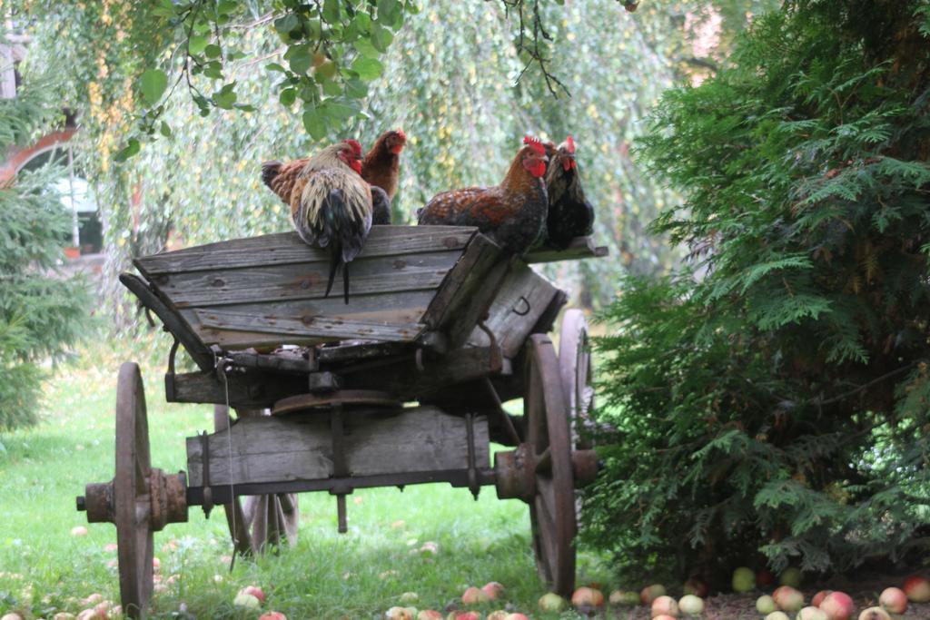 Denderi Villa Rubene Oda fotoğraf