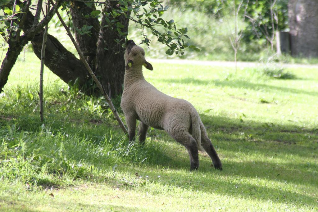 Denderi Villa Rubene Oda fotoğraf